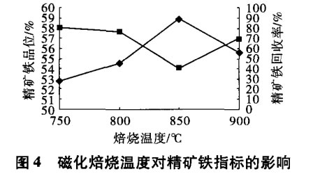 磁化焙烧温度对精矿铁指标的影响